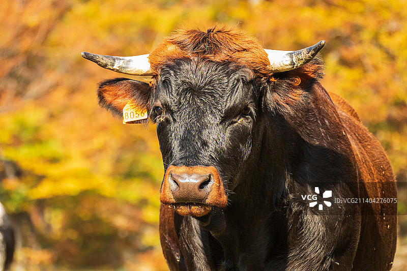 意大利都灵市水牛特写图片素材