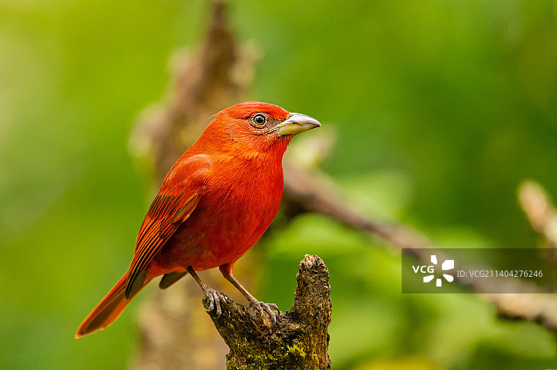 栖息在树枝上的红雀特写，马尼萨莱斯，卡尔达斯，哥伦比亚图片素材