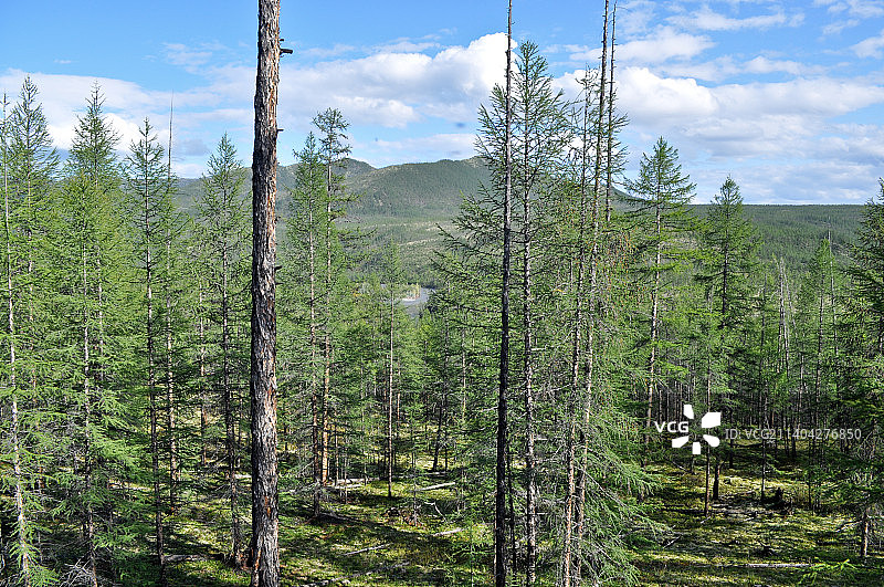 俄罗斯森林的壮丽景色图片素材
