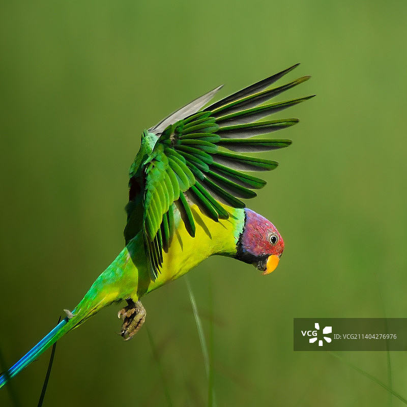 在印度森林中飞翔的美丽金刚鹦鹉图片素材