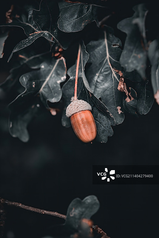 德国诺伊鲁平树上生长的水果特写图片素材