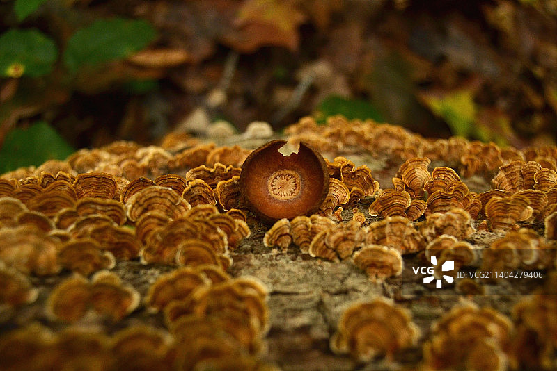 田野上生长的蘑菇特写，美国图片素材