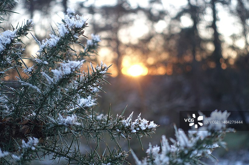 日落时分被雪覆盖的松树特写图片素材