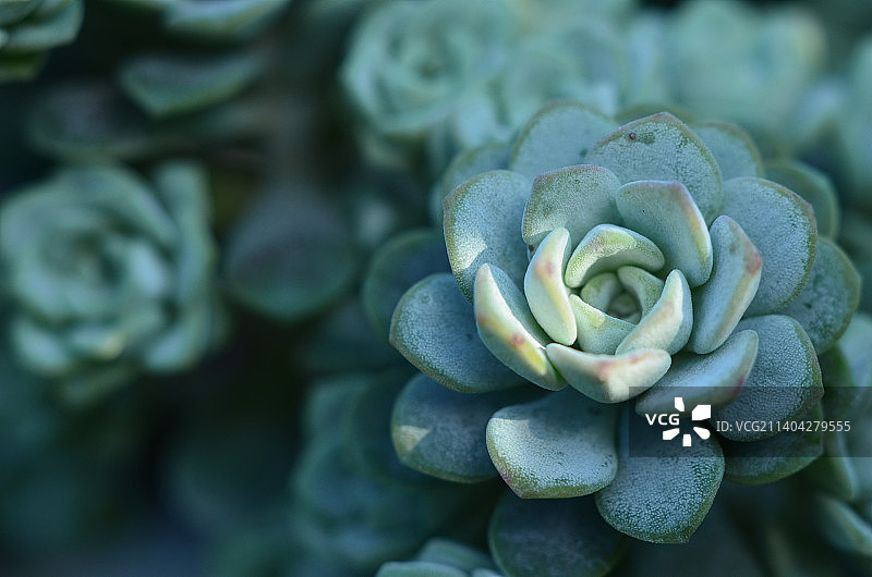 多肉植物的特写图片素材