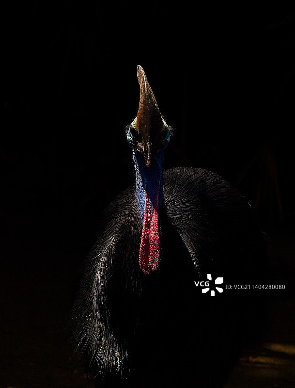 食火鸡栖息在黑色背景上特写图片素材