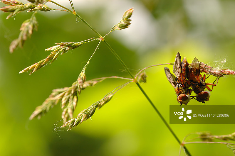 昆虫在植物上的特写图片素材