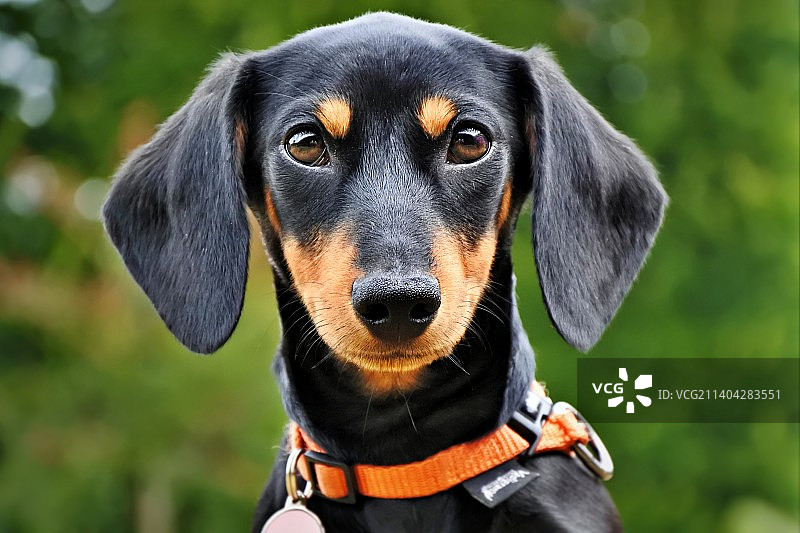 腊肠犬的特写图片素材