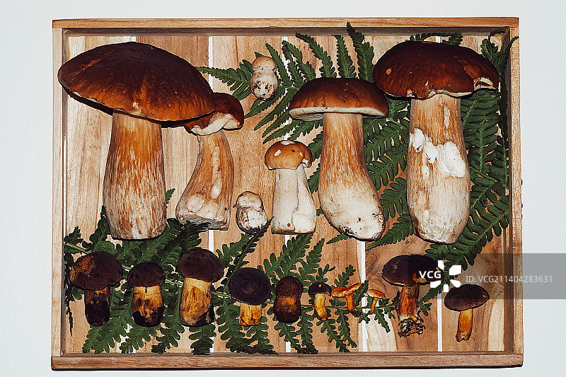 木制托盘上的新鲜有机蘑菇图片素材