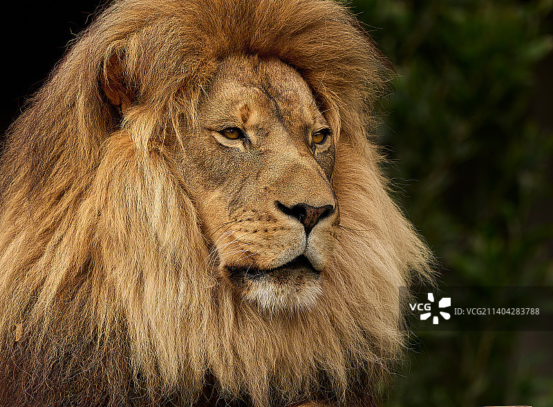 狮子的肖像图片素材