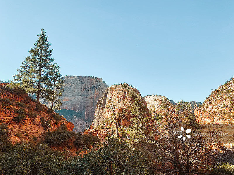 晴朗天空下树木的仰视视角图片素材