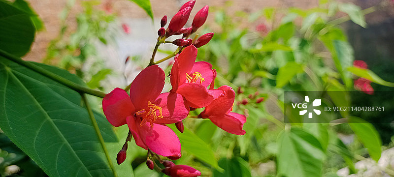 红色开花植物特写，印度尼西亚图片素材