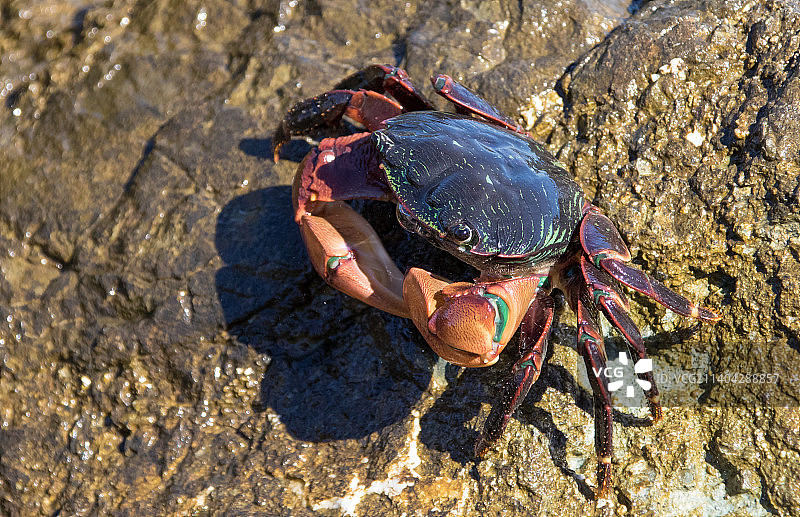 旧金山海滩岩石上的螃蟹高角度视图，美国加利福尼亚州图片素材