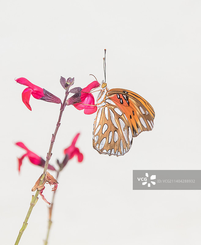 白色背景下，花朵上的蝴蝶特写，美国加利福尼亚州洛杉矶图片素材