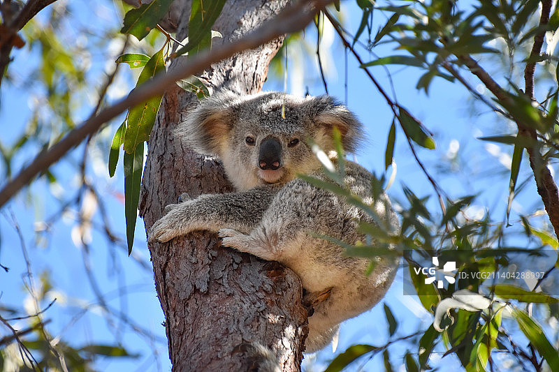 澳大利亚昆士兰州西点磁岛树上的考拉低角度视图图片素材