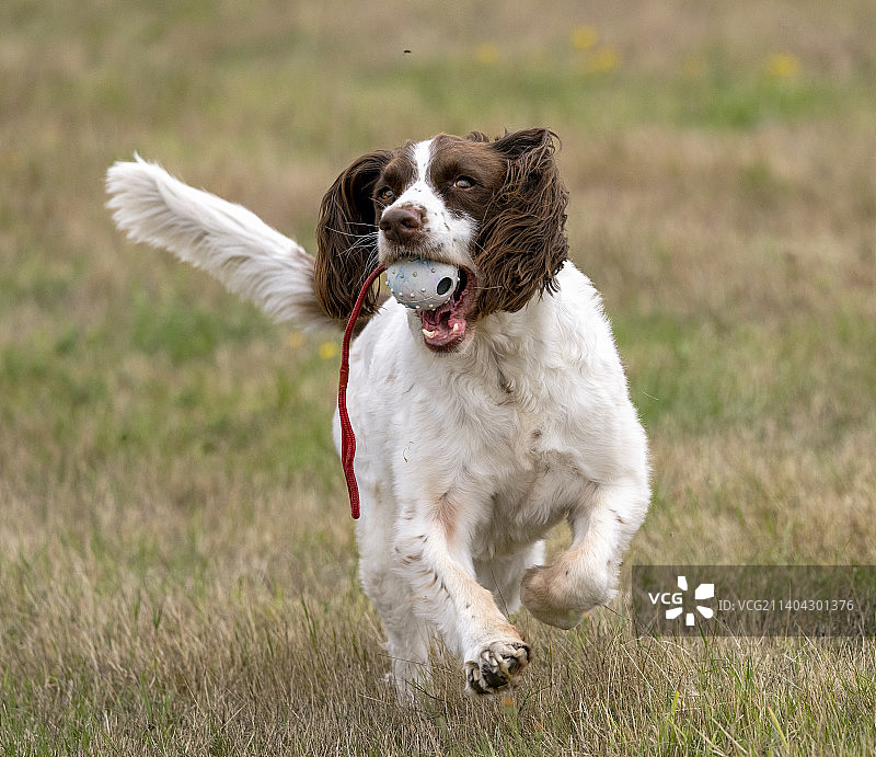 在英国草地上奔跑的英国激飞猎犬肖像图片素材