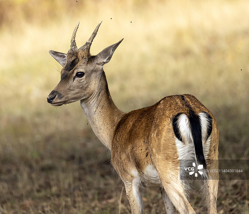 英国布什公园原野上的鹿侧面图图片素材