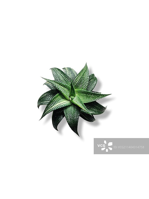 白色背景植物特写图片素材