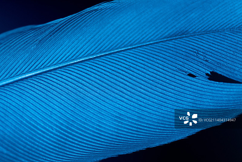 黑色背景上的蓝色羽毛特写，美国肯塔基州冷泉图片素材
