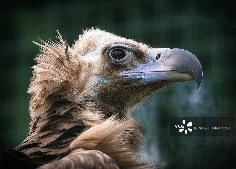 特写的鹰图片素材