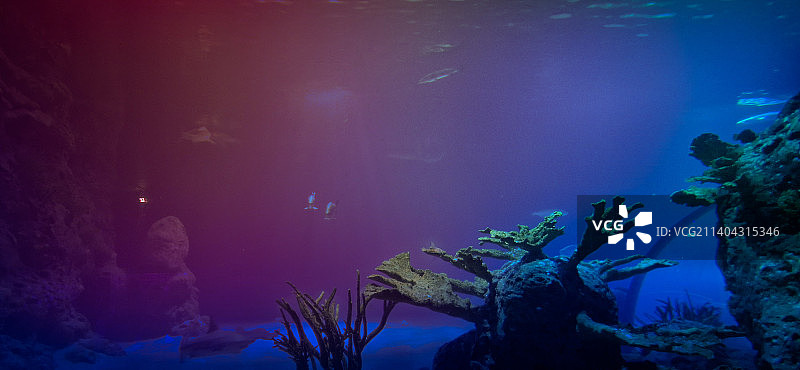 海上珊瑚的特写图片素材