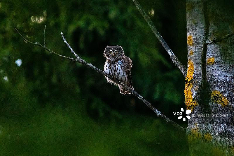横斑灰林鸮栖息在树枝上特写，越南图片素材