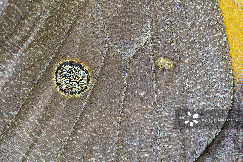 皮革特写，巴西图片素材