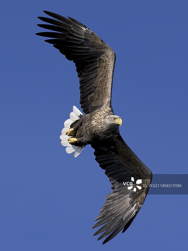 仰视白色在晴朗蓝天飞翔图片素材