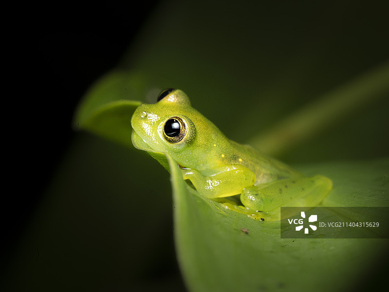 玻璃蛙图片素材