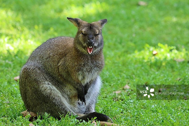 捷克草地上的猫咪肖像图片素材