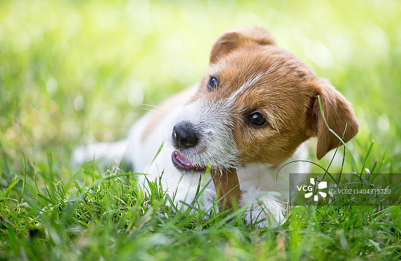 草地上的小狗特写图片素材
