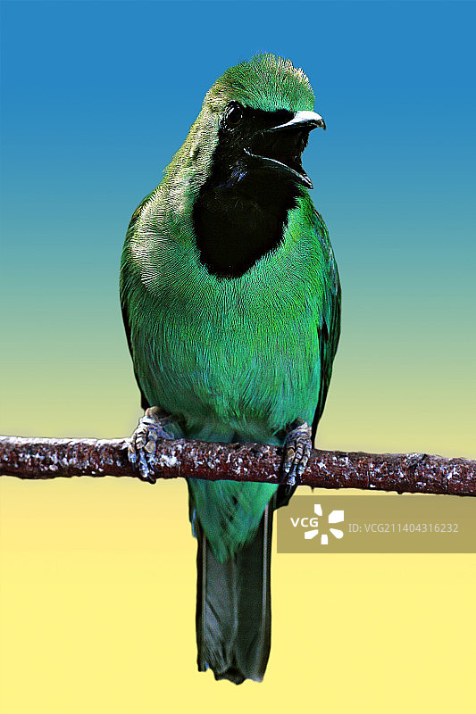 热带鸟停在绳子上，以晴朗的天空为背景特写图片素材