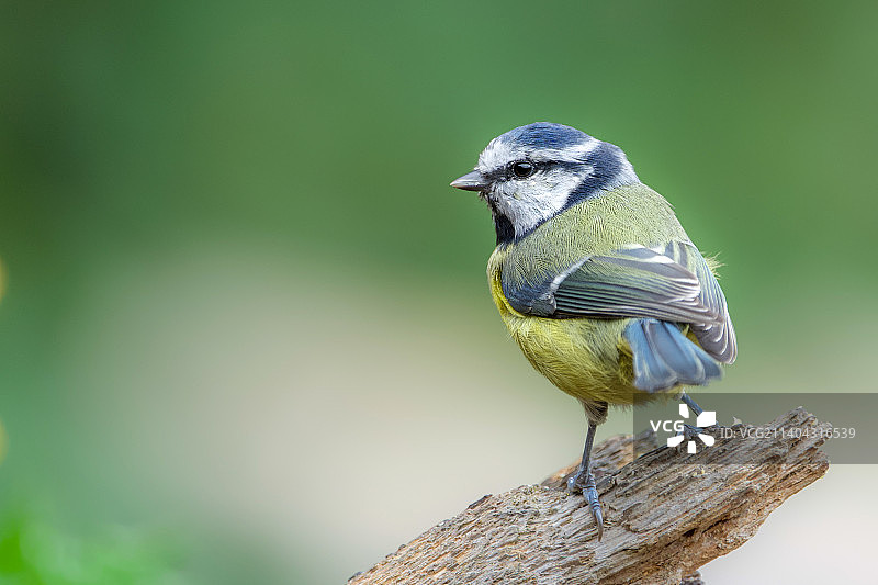 栖息在树枝上的歌山雀特写，英国海沃兹希思图片素材