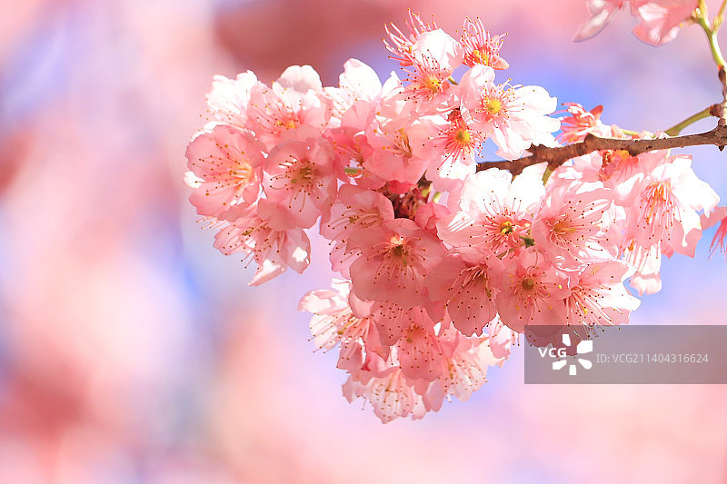 春天粉色樱花的特写图片素材