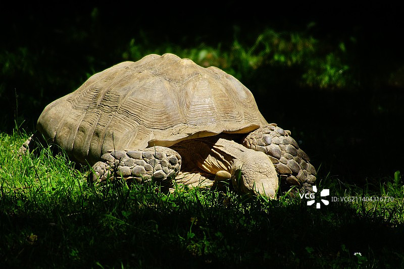 特写：巨型陆龟壳在草地上图片素材