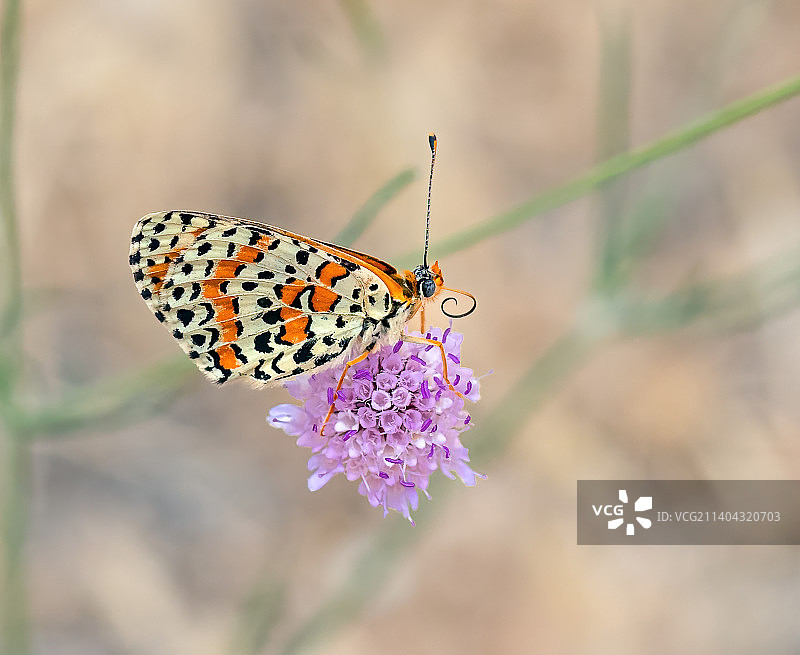 蝴蝶在紫色花上授粉的特写图片素材
