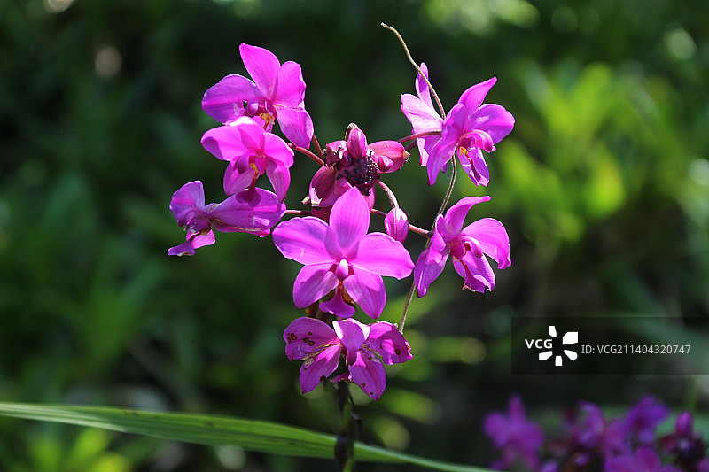 印度尼西亚东爪哇森林地区生长的美丽兰花图片素材
