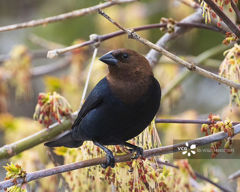 栖息在树枝上的寒鸦特写图片素材