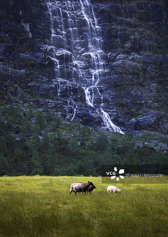 草地上吃草的绵羊（高角度拍摄）图片素材