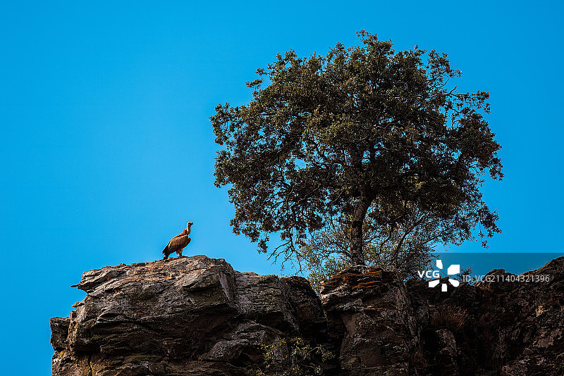 仰视小鸟栖息岩石上，西班牙晴朗蓝天下图片素材