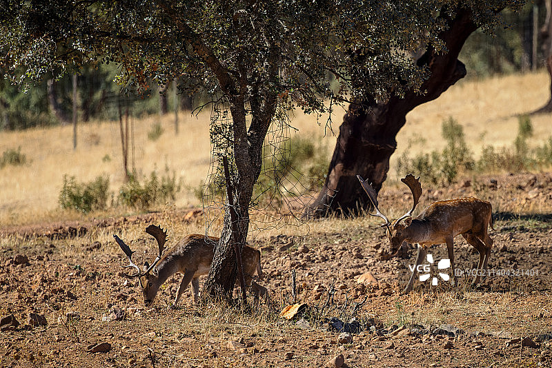 西班牙：原野上站立的鹿的侧面图片素材