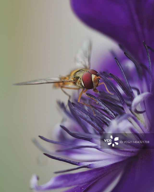 紫色花朵上的昆虫特写图片素材