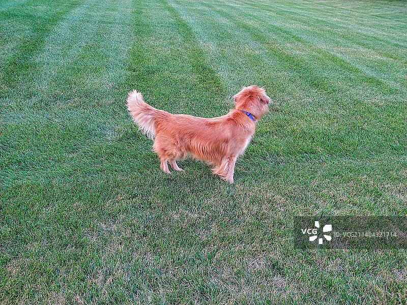 在夏日傍晚的草地上眺望的金毛犬图片素材