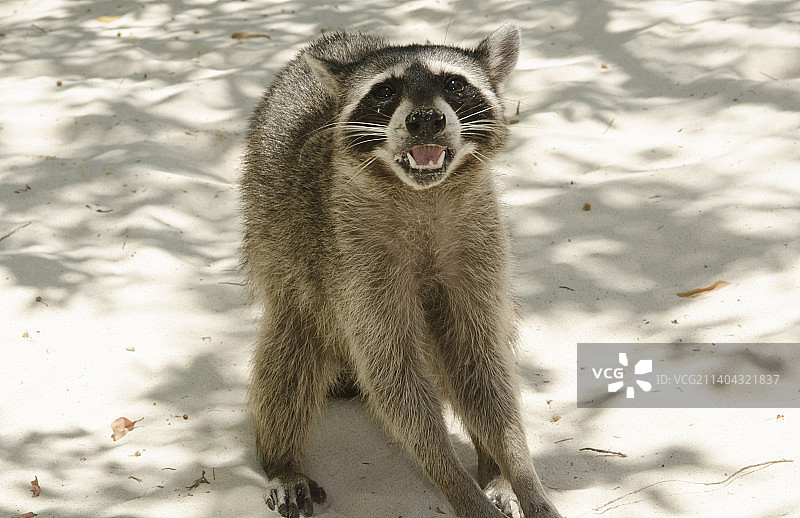 坐在沙滩上的狗的肖像图片素材