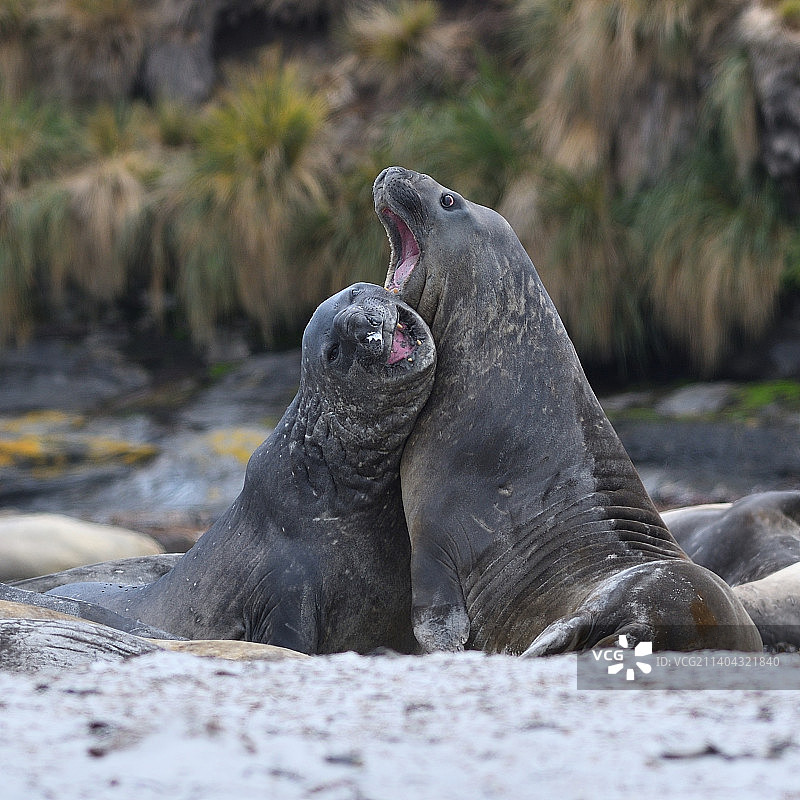 海狮岛福克兰群岛海滩岩石上的海豹特写图片素材