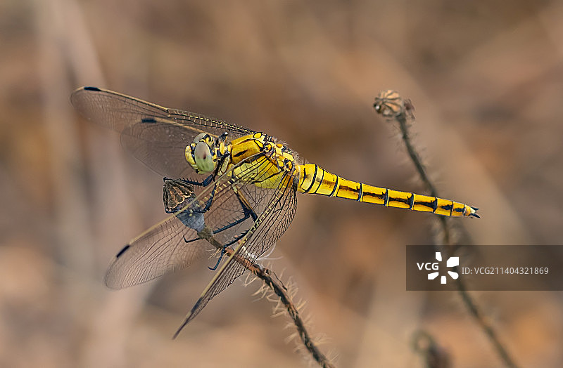 小树枝上的蜻蜓特写图片素材