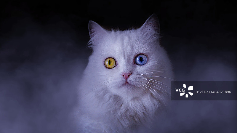 黑色背景下的猫特写肖像图片素材