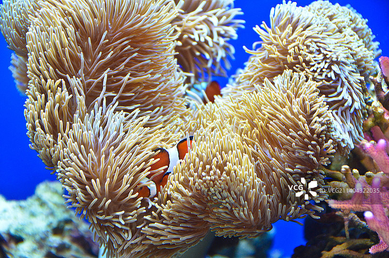 海上珊瑚的特写图片素材