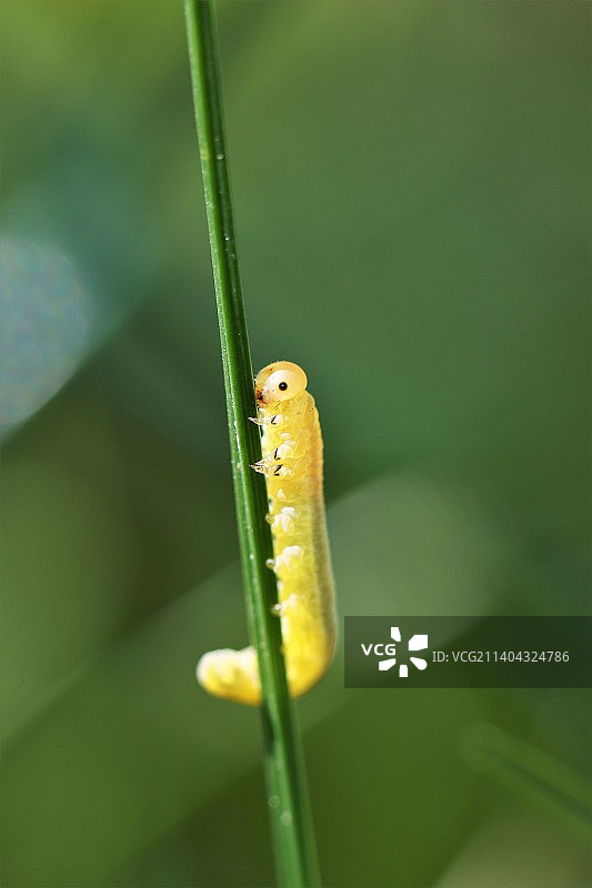 昆虫在植物上的特写图片素材