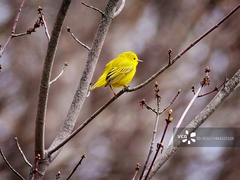 美国马萨诸塞州奥杜邦蒂德马什野生动物保护区树枝上栖息的鸣雀特写图片素材