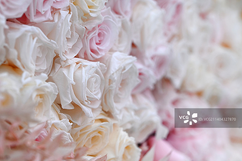 粉白色玫瑰图案背景图片素材